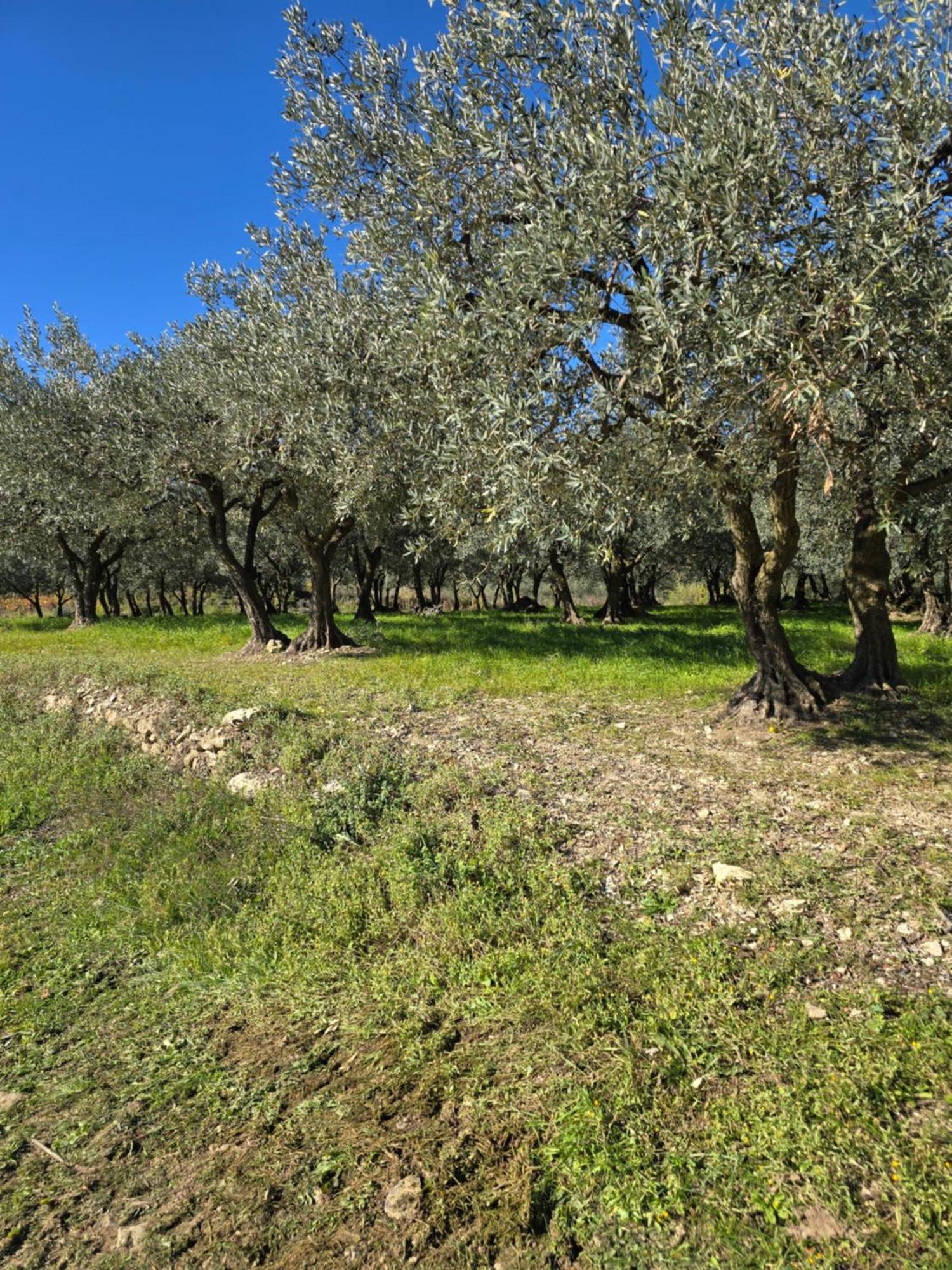 A L'Oree Des Oliviers Venterol  Dış mekan fotoğraf